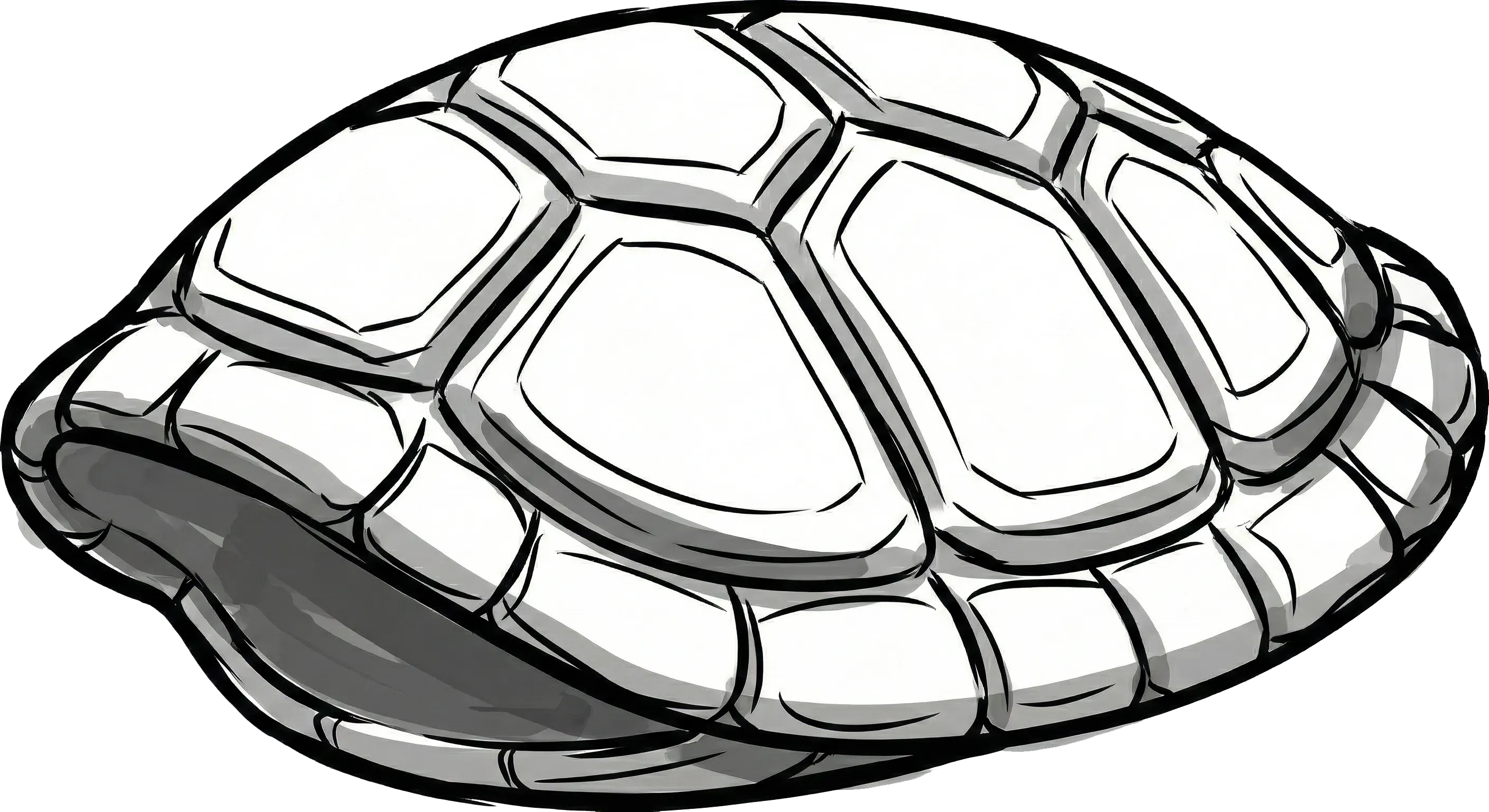 Turtle Shell